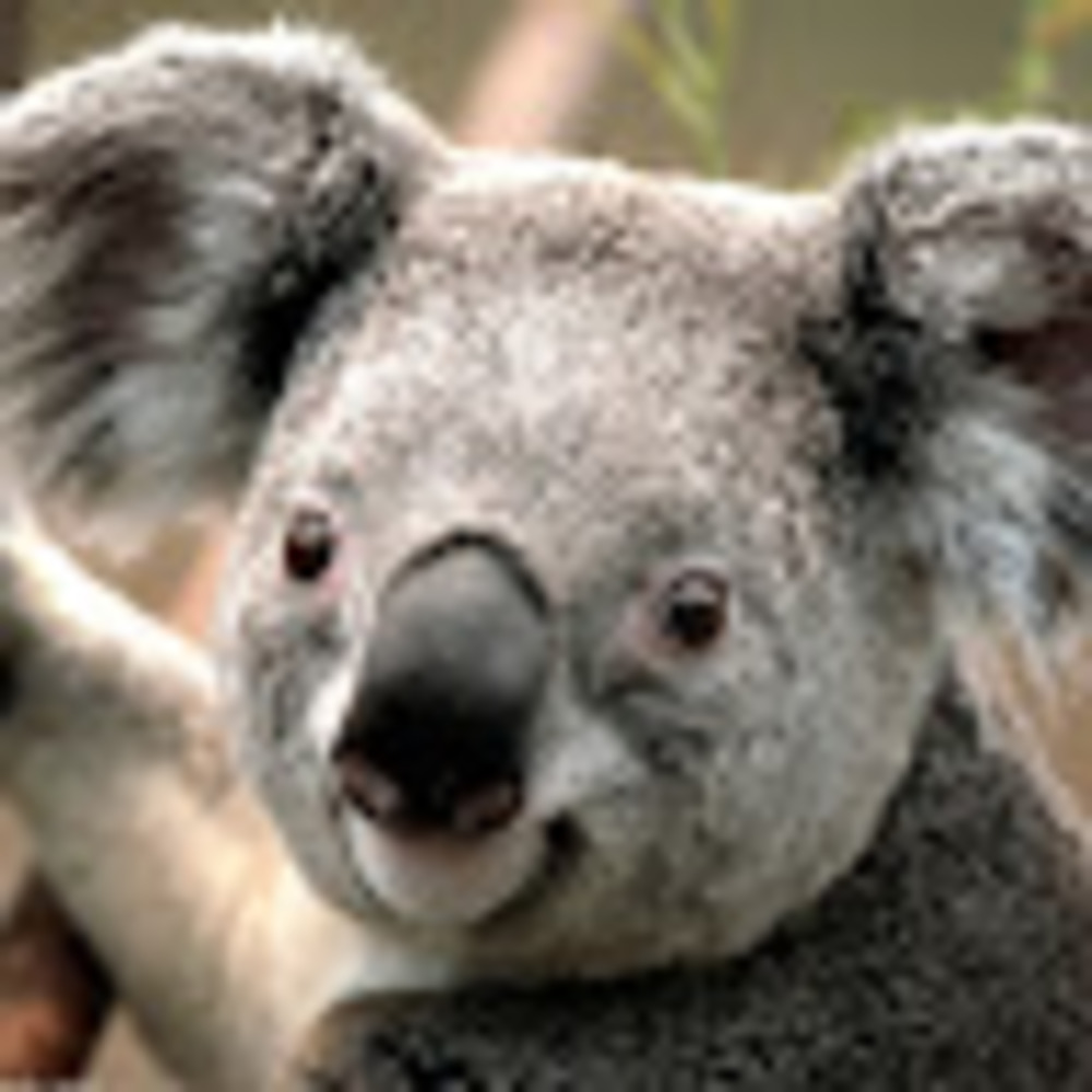 Meet your Posher, Tiffany